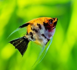 Pterophyllum scalare gold cop