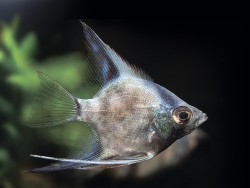 Pterophyllum scalare green