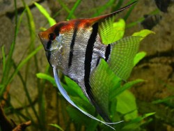 Pterophyllum scalare manacapuru