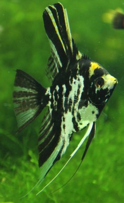 Pterophyllum scalare marble