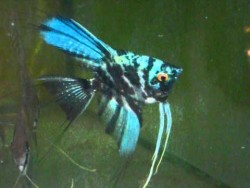 Pterophyllum scalare marble blue