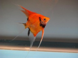 Pterophyllum scalare orange