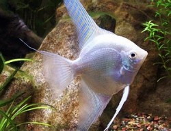 Pterophyllum scalare platinum