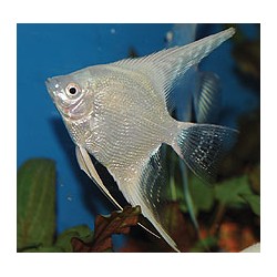 Pterophyllum scalare white pearl