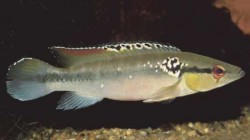 Crenicichla cardiostigma