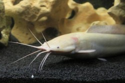 Clarias batrachus albin