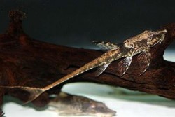 Sturisoma foerschi