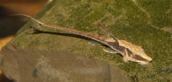 Sturisoma aureum