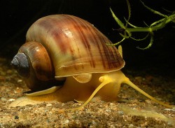 Ampularia australis
