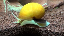 Ampularia australis gold