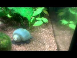Ampularia australis blue