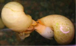 Ampularia australis white