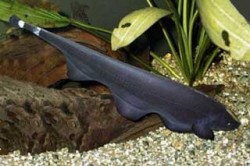 Apteronutus albifrons