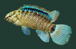 Badis badis