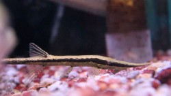 Farlowella acus