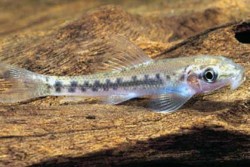 Gyrinocheilus aymonieri