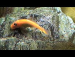 Gyrinocheilus aymonieri gold