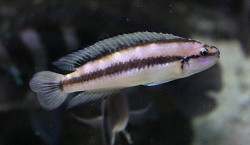 Telmatochromis vittatus shell