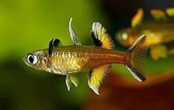 Pseudomugil singifer