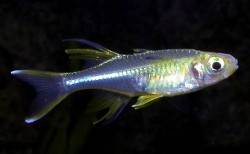 Telmatherina ladigesi