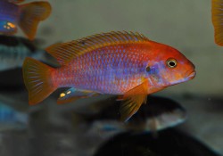 Iodotropheus sprengerae red