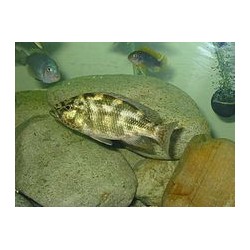 Nimbochromus polystigma