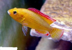 Pseudocrenilabrus philander dispersus