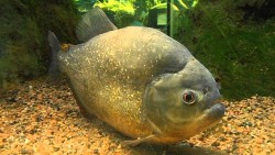 Serrasalmus nattereri