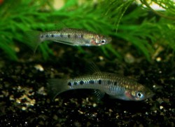 Poeciliopsis gracilis