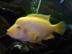 Cichlasoma citrinelum