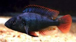 Astatotilapia nubila