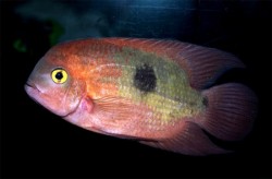 Cichlasoma temporale