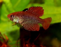  Spectrolebias reticulatus Altamira rio Xingu