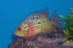 Cichlasoma trimaculatus