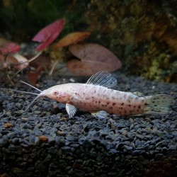 Hoplosternum thoracatum albin