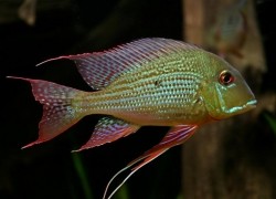 Geophagus altifrons