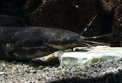 Clarias batrachus 