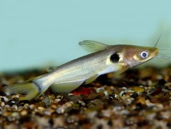 Horabagrus brachysoma