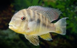 Geophagus balzani