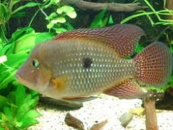 Geophagus brasiliensis 
