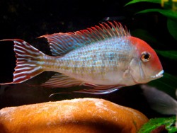 Geophagus tapajos