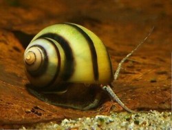 Asolene spixi