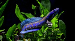 Channa Pulchra