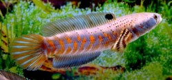 Channa pulchra gold