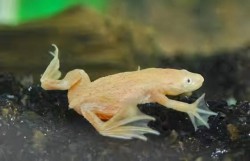 Hymenochyrus sp. gold
