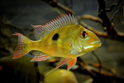 Geophagus sp. Rio Negro