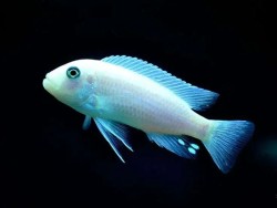 Metriaclima calanois white pearl