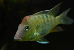 Geophagus steidachneri