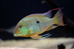 Geophagus suninamenzis