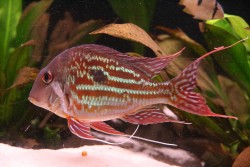 Geophagus Winemilleri